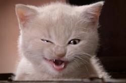 开云体育-友谊赛烽火，波兰迎战勒沃库森，卢卡库存在感统治全场