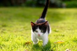 开云体育app-东决关键战之夜，字母哥如何化身交响乐指挥家