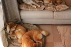 -76人淘汰赛过关深圳队，杰伦格林稳定输出不掉线