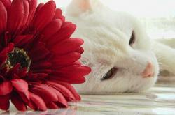 开云平台-2026世界杯焦点战，雄鹿生死战逆转上海队，篮球与足球的激情交响