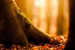 开云体育下载-当引擎静默，杰伦格林在F1终点线前的三分雨