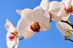 开云体育官网-双线并行，辽宁铁骑碾压三晋，字母神祇降临总决赛