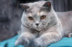 开云体育在线-恩佐闪耀，那不勒斯用荷兰郁金香编织马拉多纳的蓝白新梦