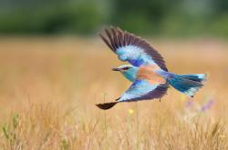 开云体育app-硬仗中的辉煌，埃及力克乌拉圭，三笘薰季后赛抢七主宰战场