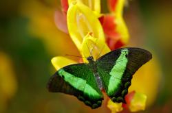开云体育在线-当引擎轰鸣遇见篮球呼啸，现代竞技的火力压制哲学