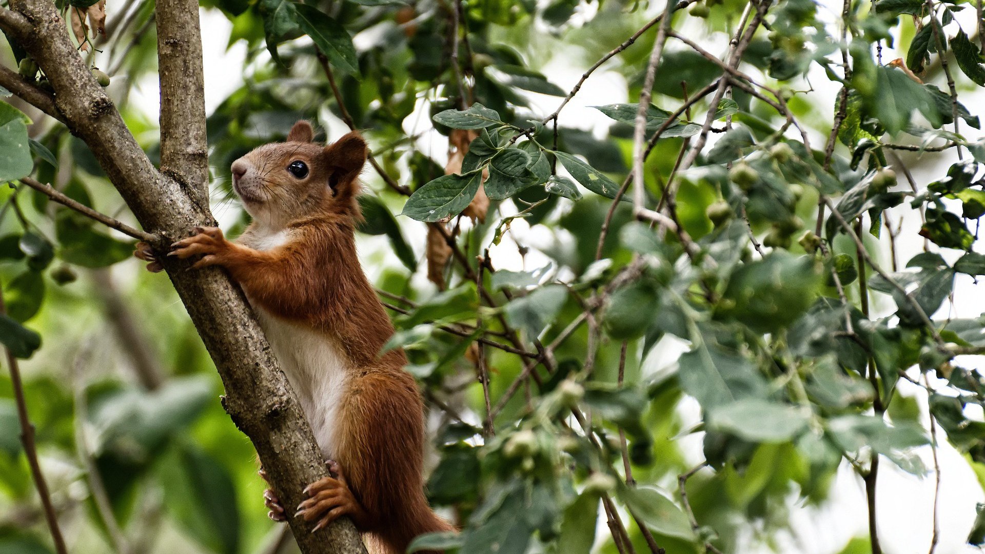詹姆斯攻防两端尽显统治力，独行侠主场稳稳击败猛龙