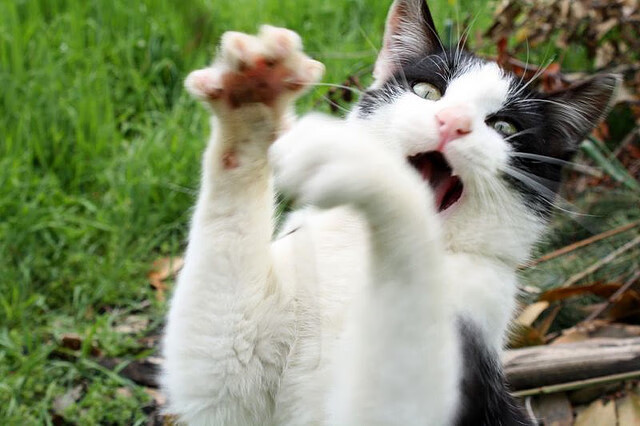 凯塞多爆发定乾坤，拉齐奥硬仗取胜尼斯