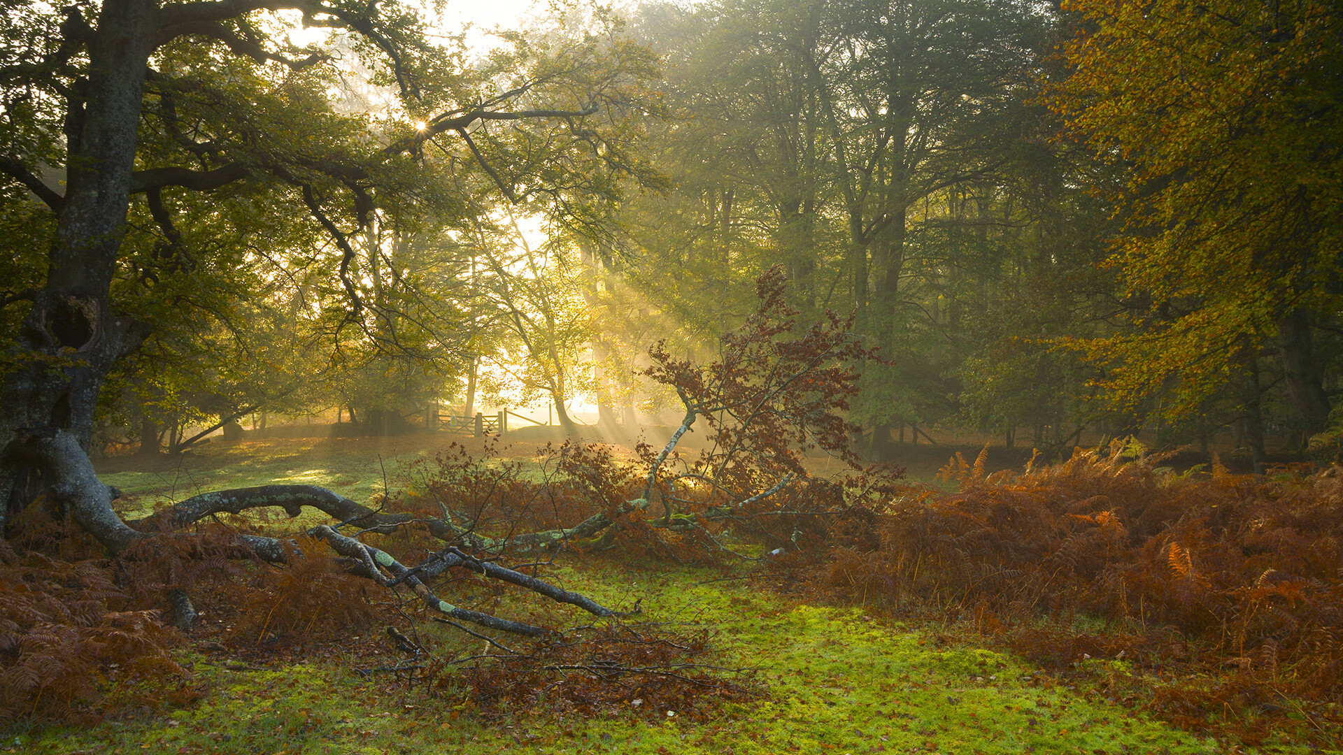 福克斯单节20分一剑封喉，猛龙团队篮球稳稳拆解森林狼
