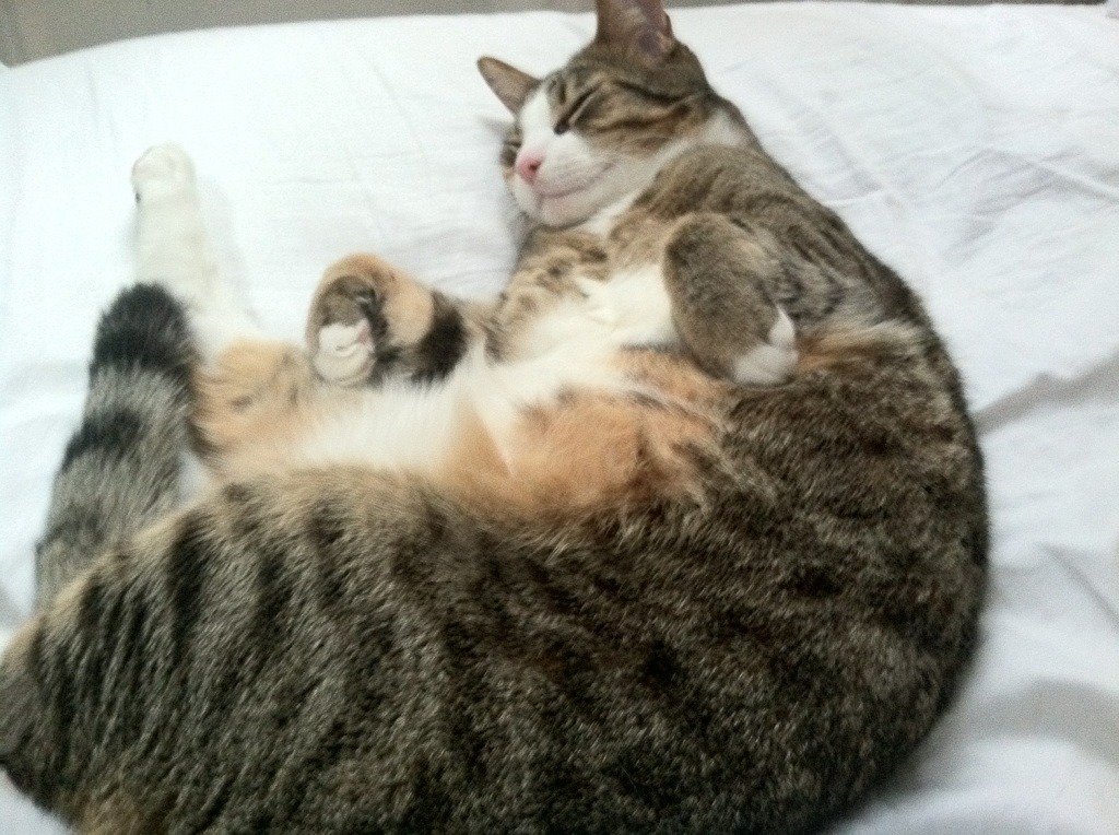 巴雷拉奇迹时刻，钢铁意志与法老之魂，击碎德意志战车