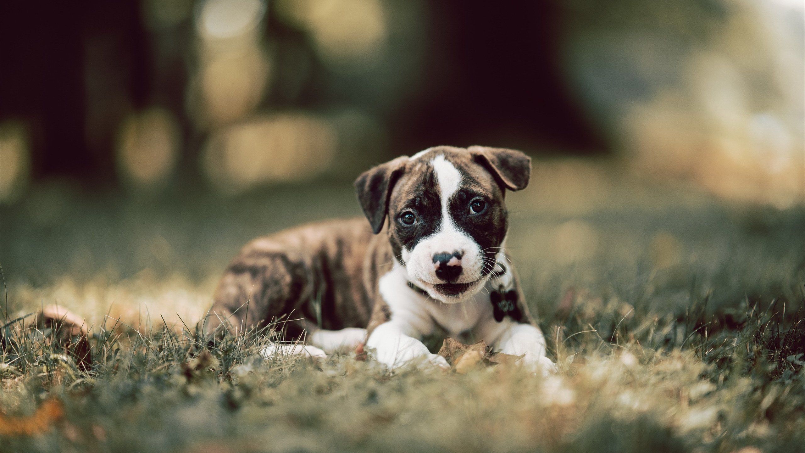 独行侠绝境逢生，布伦森关键时刻连续得分助球队险胜太阳