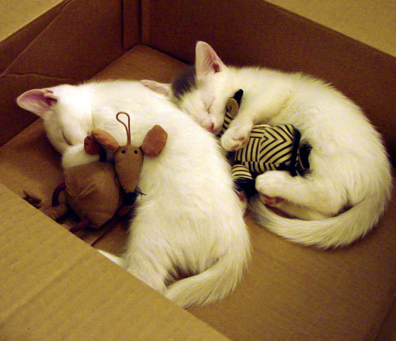 铁血吉林掀起得分狂潮，德罗赞关键先生力挽狂澜