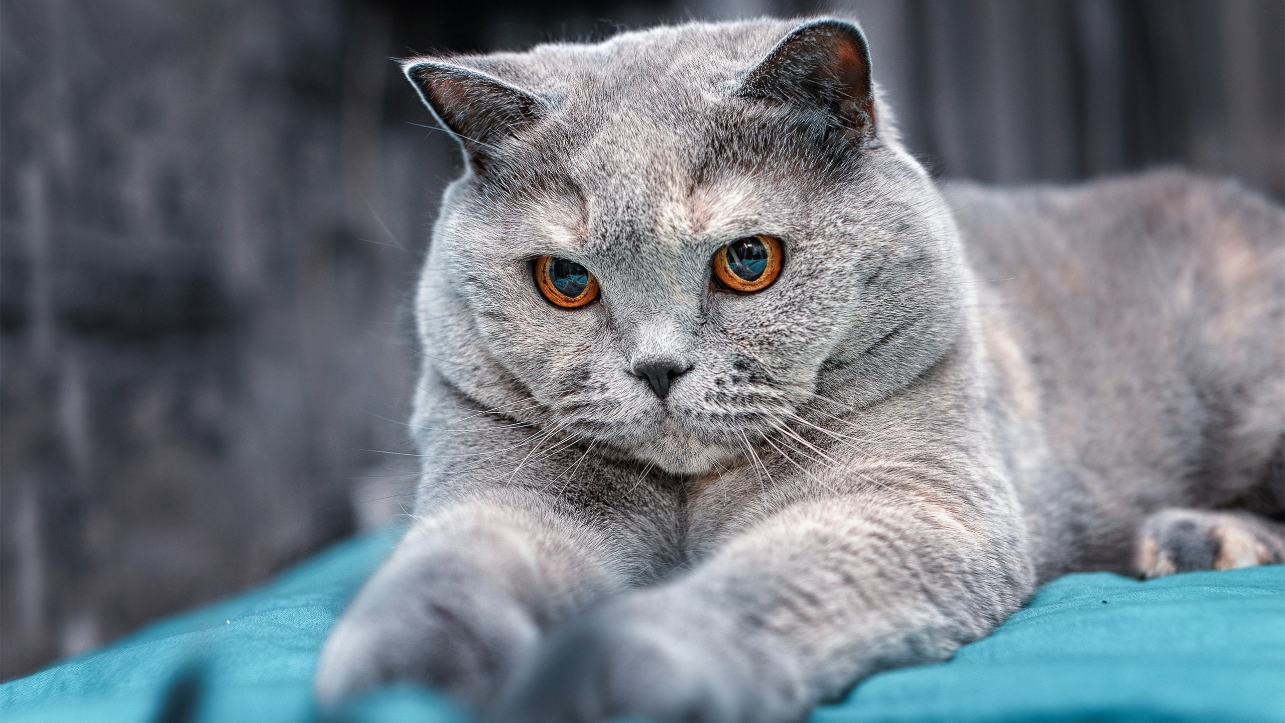 恩佐闪耀，那不勒斯用荷兰郁金香编织马拉多纳的蓝白新梦