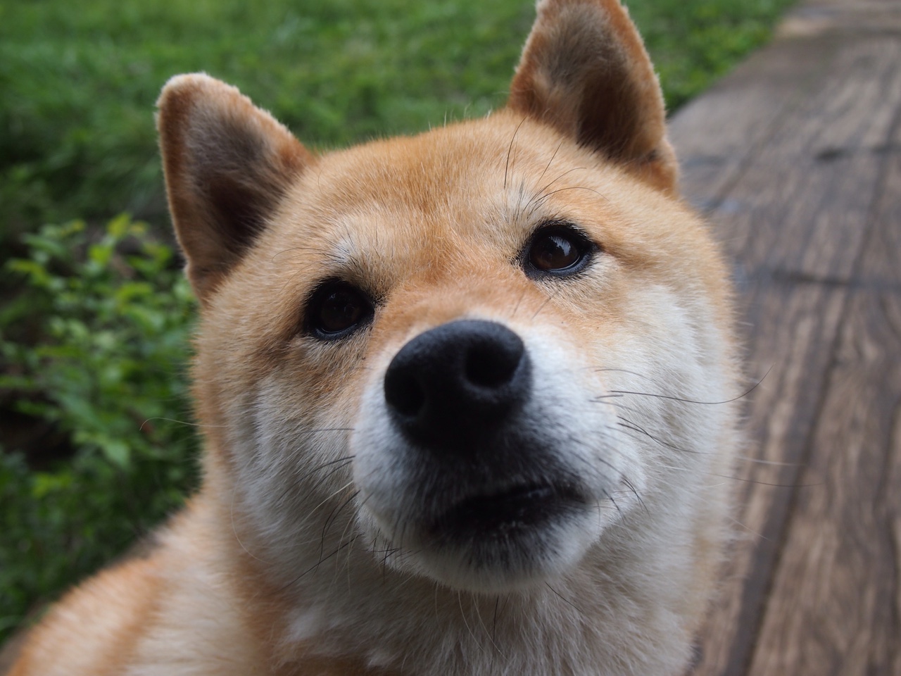 东亚巅峰对决，世界排名争夺战中的日本与中国血拼