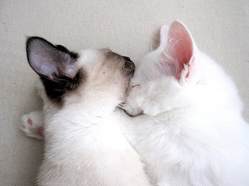 双鹰对决，猛龙钢铁防线碾碎老鹰，爱德华兹独舞诠释何为统治