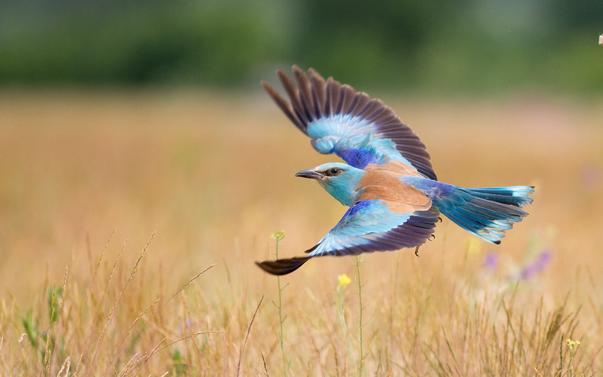 硬仗中的辉煌，埃及力克乌拉圭，三笘薰季后赛抢七主宰战场