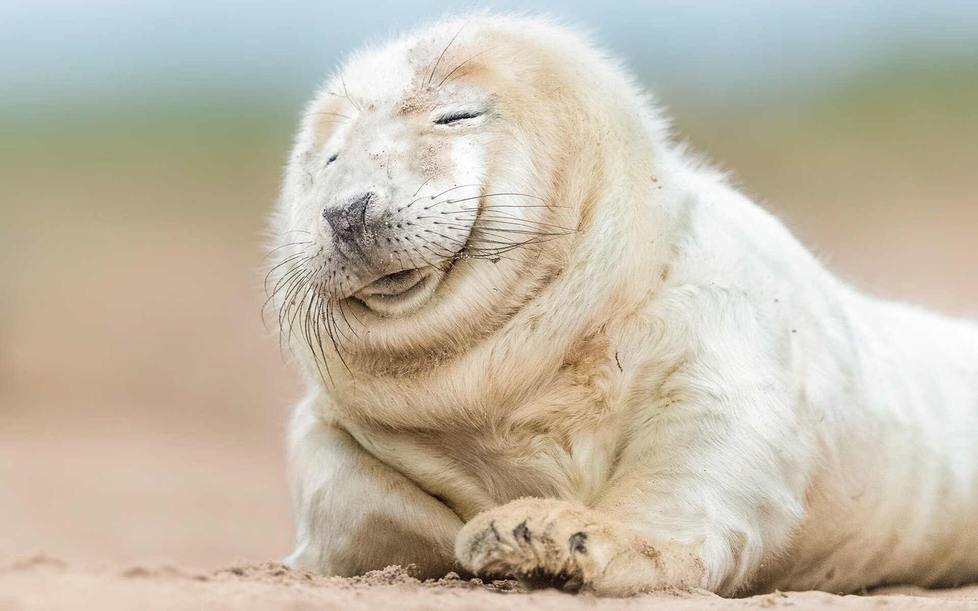 锁链与利刃，阿什拉夫如何顶着火山灰，完成一场沉默的爆发