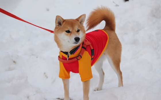 双子星闪耀,阿尔瓦雷斯爆发与突尼斯踏平阿尔及利亚的双重震撼