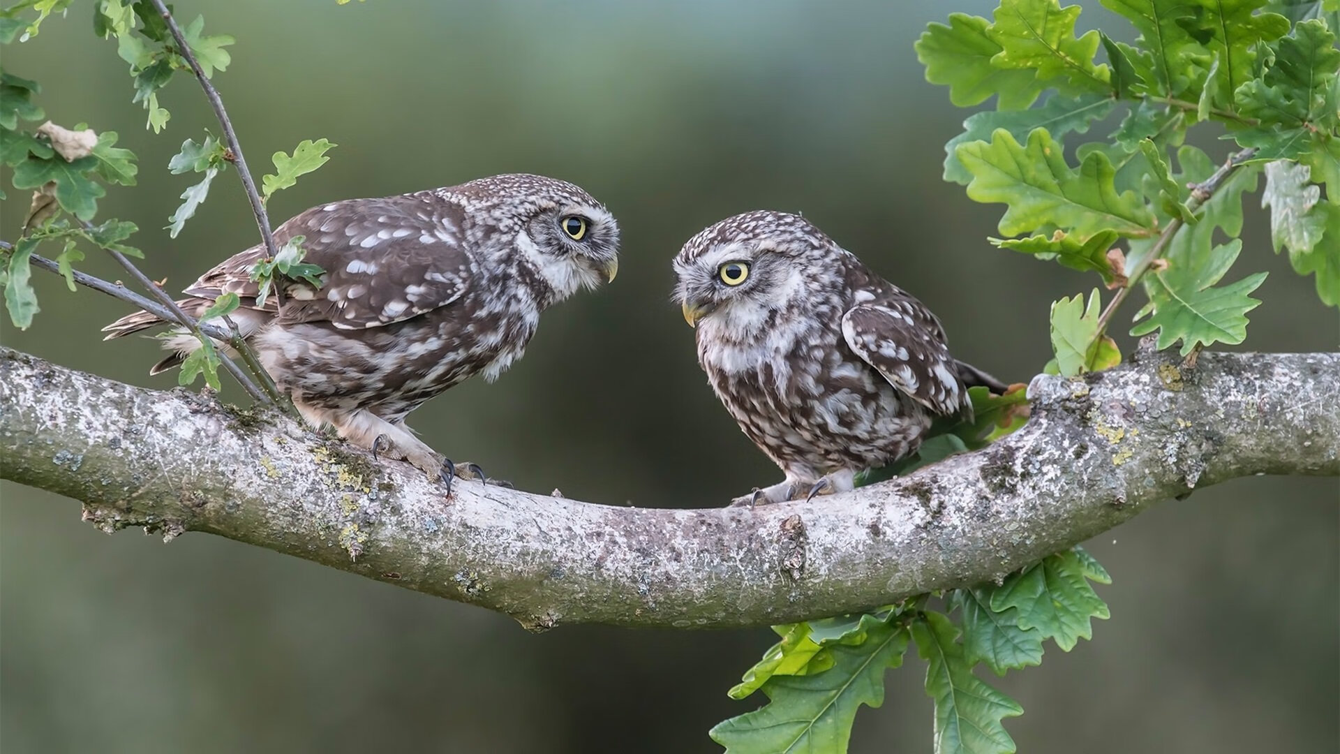 足球风云，尼日利亚冲垮贝蒂斯，莱奥在德甲争冠战接管比赛
