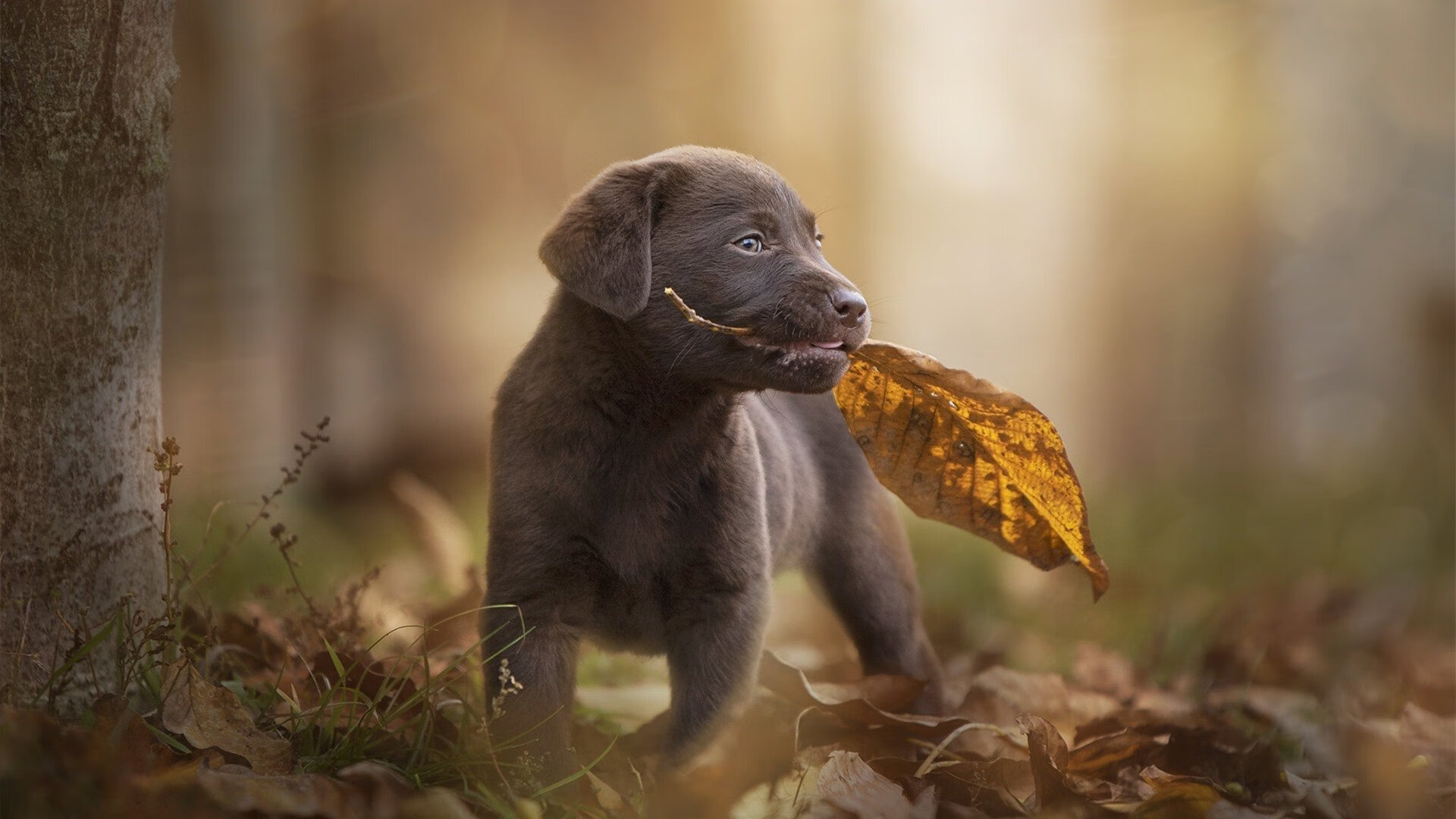 悬崖边缘的史诗逆转，2009年湖人绝境翻盘魔术