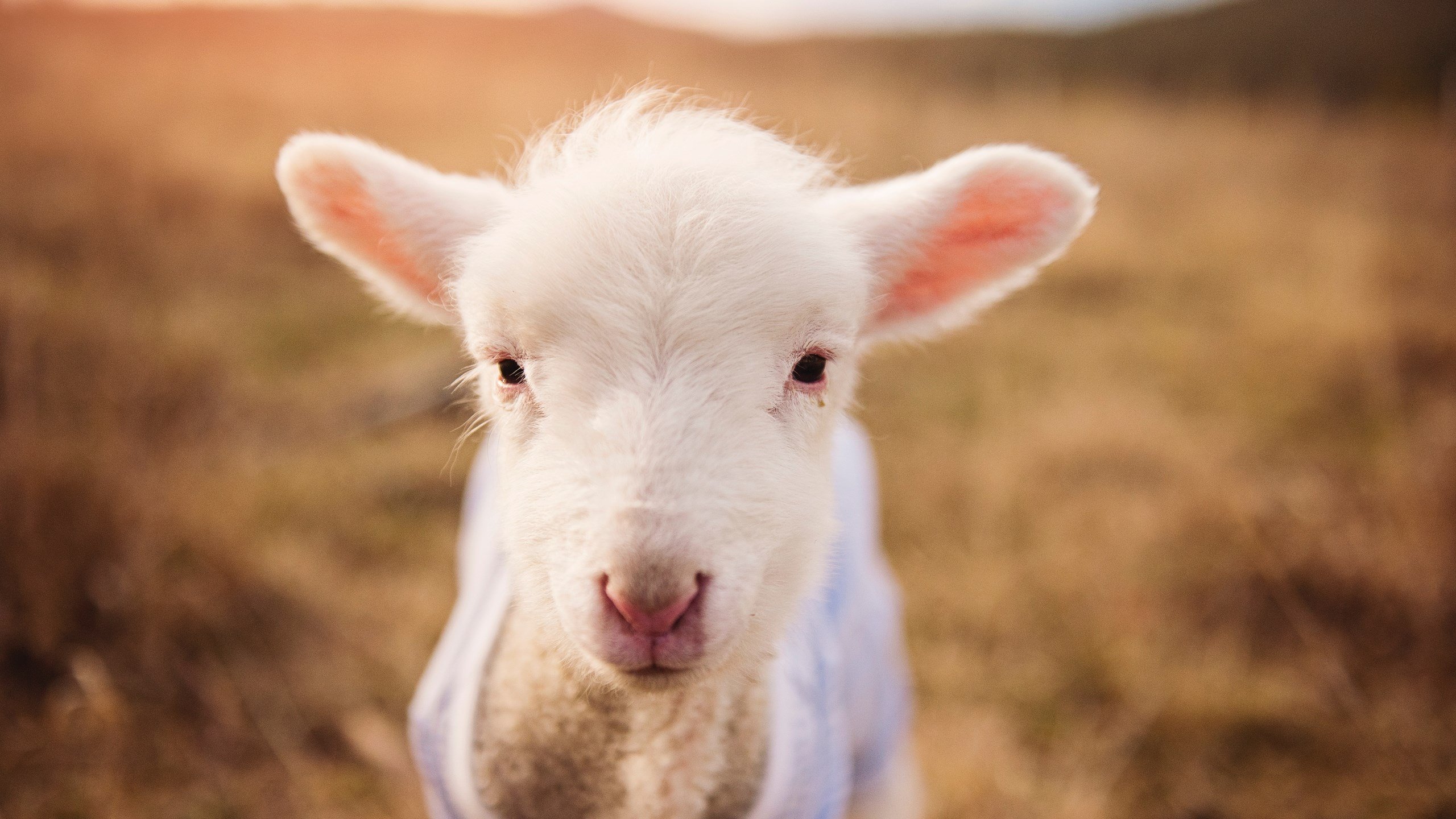 小贾伦·杰克逊独砍43分率开拓者加时擒魔术，新生代内线之光点燃赛场