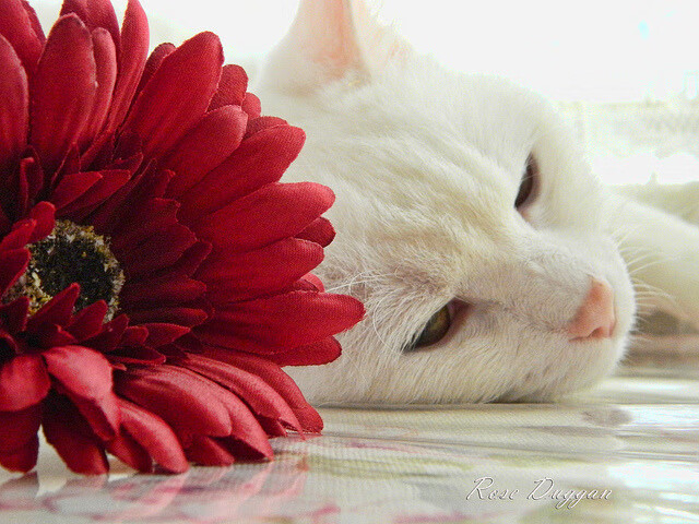 2026世界杯焦点战,雄鹿生死战逆转上海队,篮球与足球的激情交响