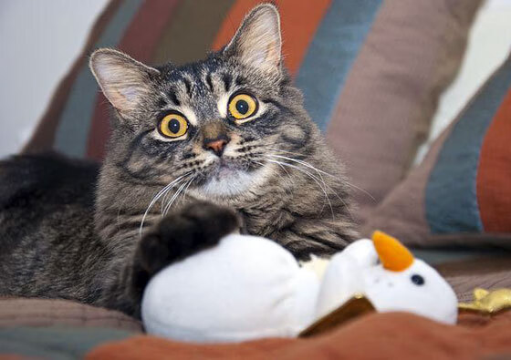 伊萨克如天神下凡，洪都拉斯引爆足坛惊雷！