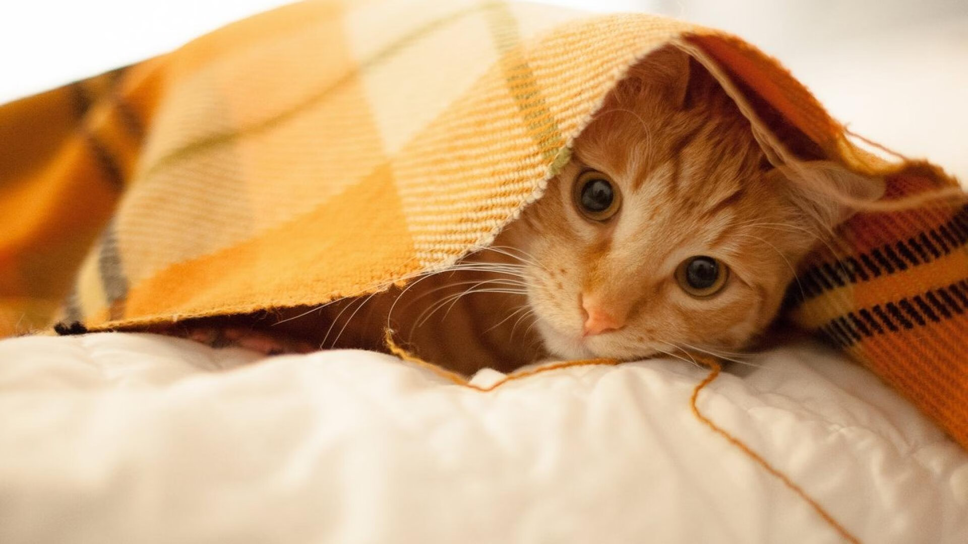 亚欧大陆的双重奏，伊拉克一波带走厄瓜多尔，本泽马续写关键先生传奇