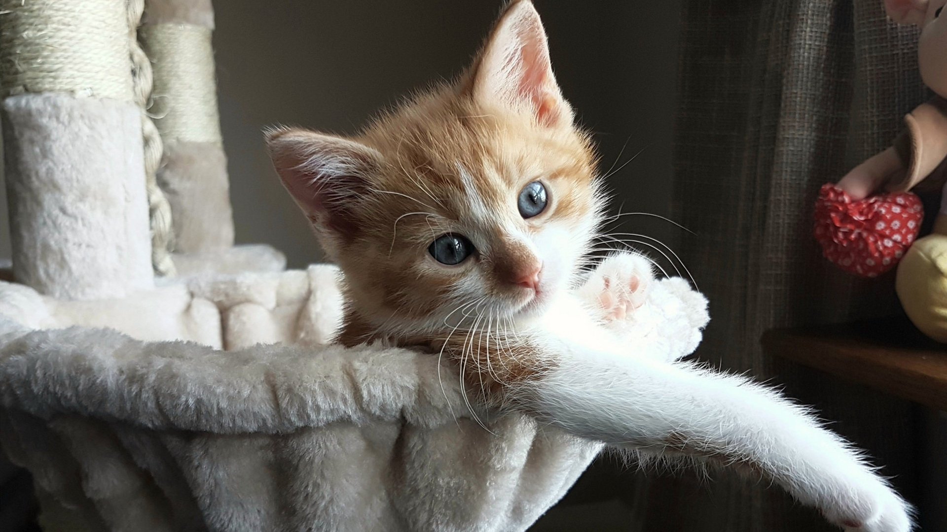 末节风暴！深圳队惊天逆转欧洲雷霆，历史性杀入欧冠八强